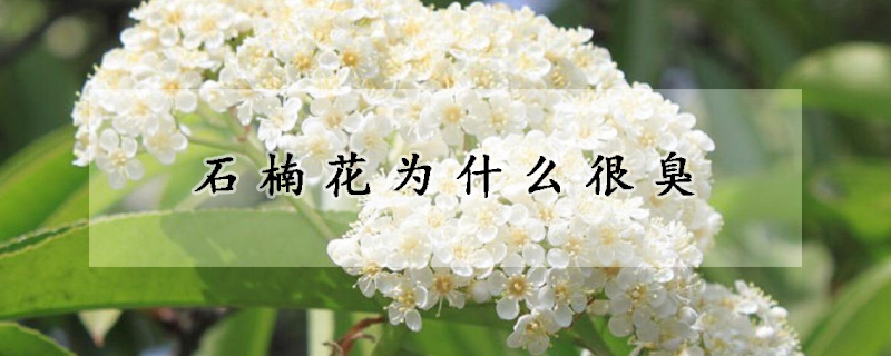 石楠花為什么很臭