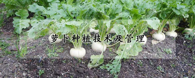 蘿卜種植技術(shù)及管理