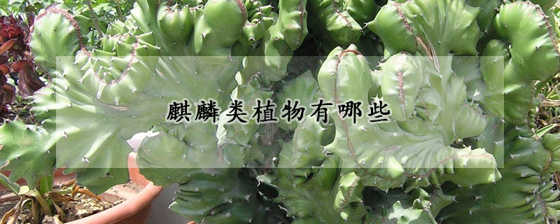 麒麟類植物有哪些