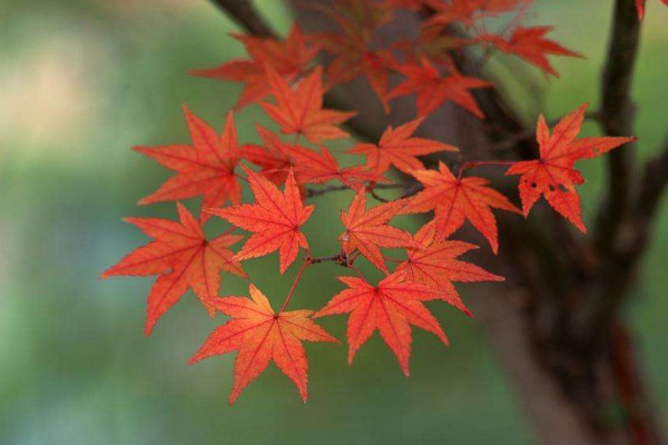 庭院十大吉祥樹排名 庭院十大吉祥之樹