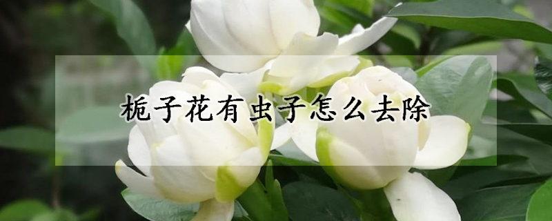 梔子花有蟲子怎么去除