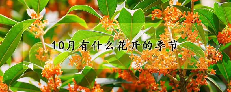 10月有什么花開的季節