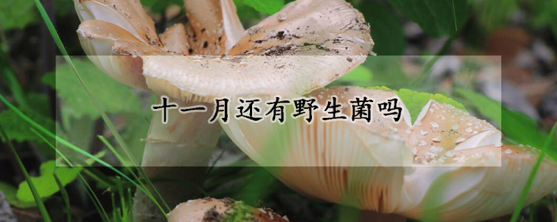 十一月還有野生菌嗎