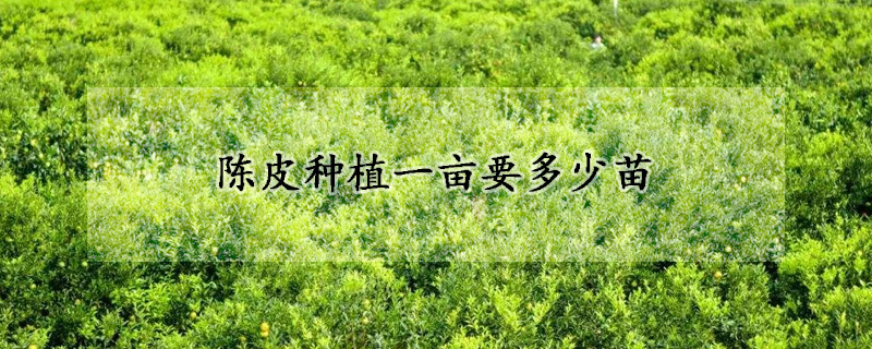 陳皮種植一畝要多少苗