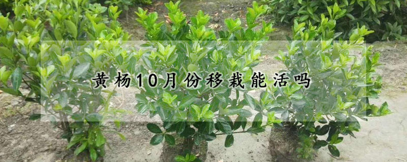 黃楊10月份移栽能活嗎