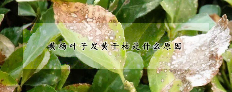 黃楊葉子發(fā)黃干枯是什么原因