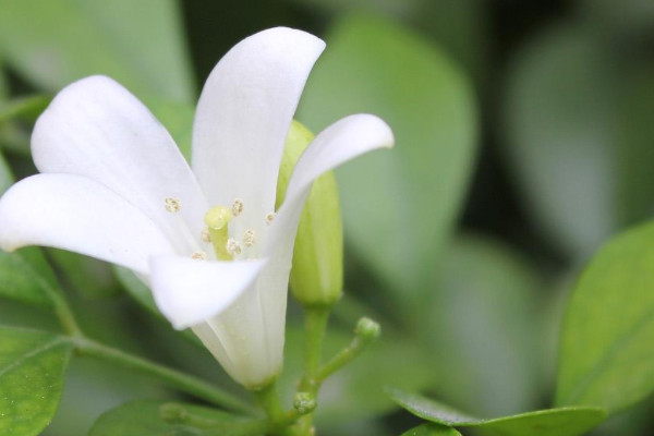 九里香花適合在室內養嗎