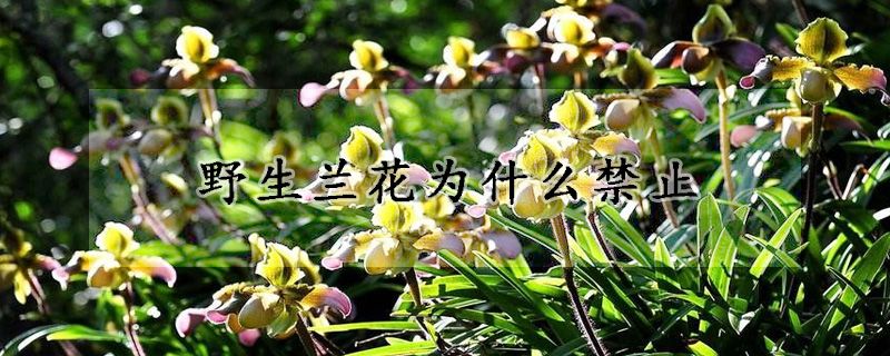 野生蘭花為什么禁止