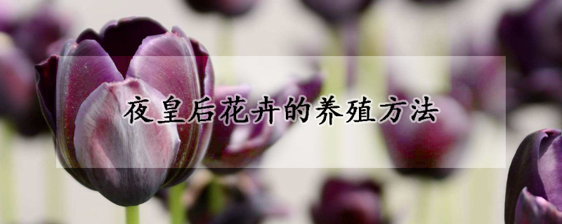 夜皇后花卉的養(yǎng)殖方法