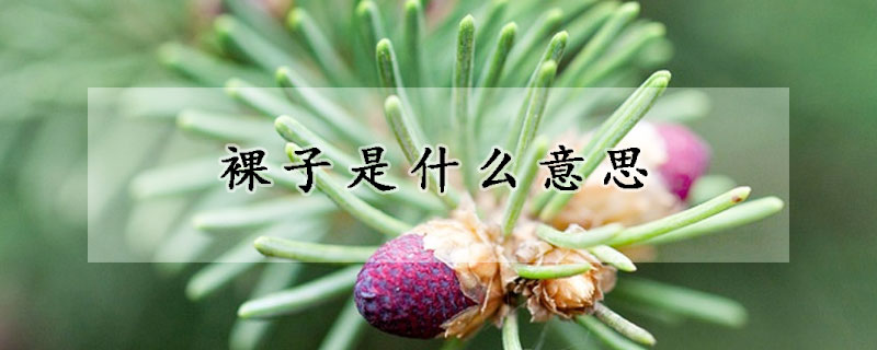 裸子是什么意思