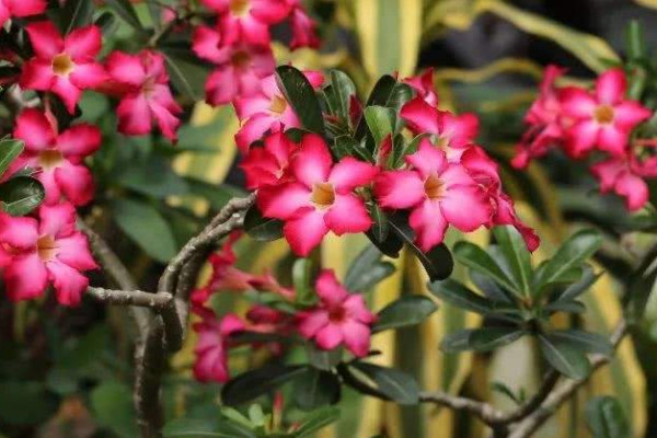 沙漠玫瑰怎么養才開花