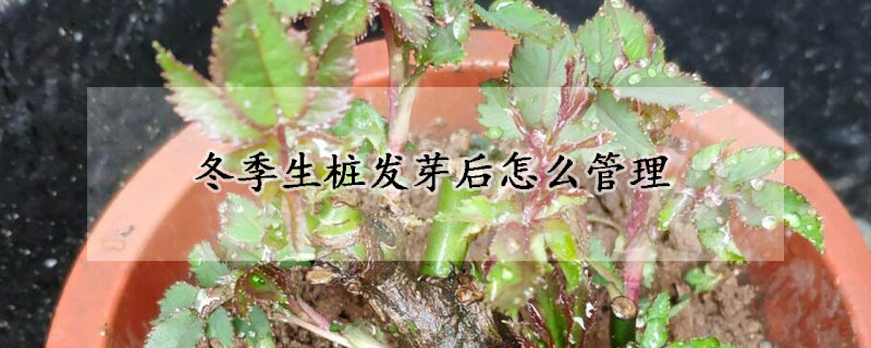 冬季生樁發芽后怎么管理