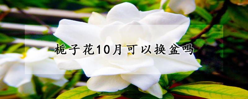 梔子花10月可以換盆嗎