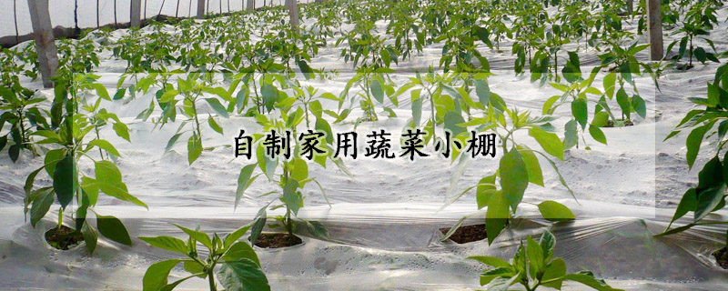 自制家用蔬菜小棚