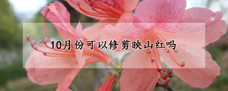 10月份可以修剪映山紅嗎