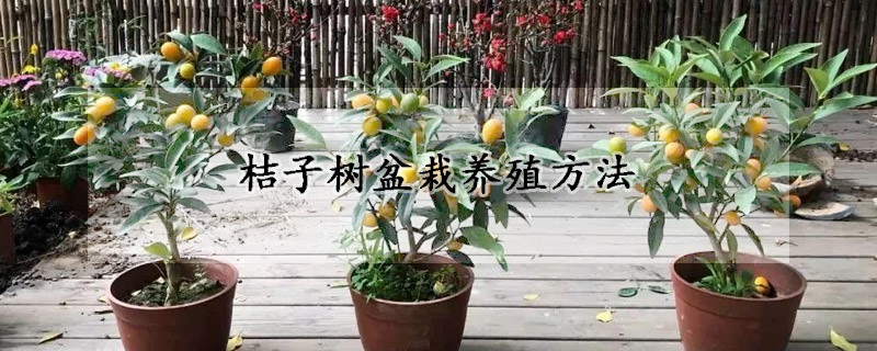 桔子樹盆栽養殖方法