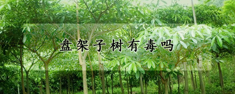 盤架子樹有毒嗎