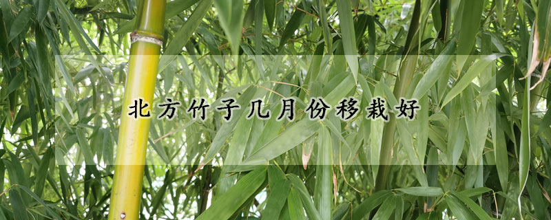 北方竹子幾月份移栽好