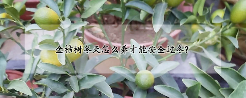 金桔樹冬天怎么養(yǎng)才能安全過冬?