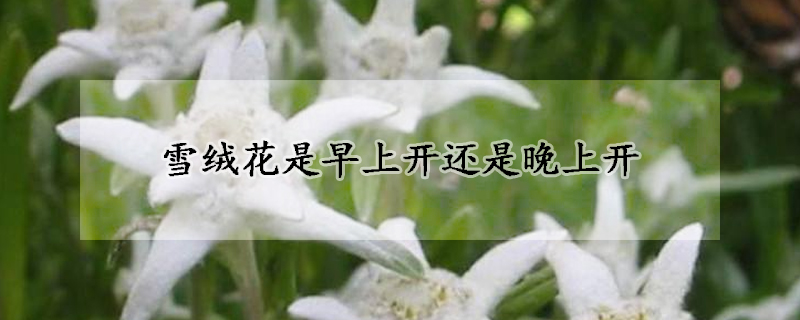 雪絨花是早上開還是晚上開