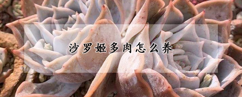 沙羅姬多肉怎么養