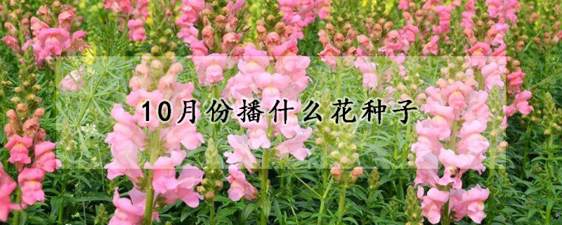 10月份播什么花種子