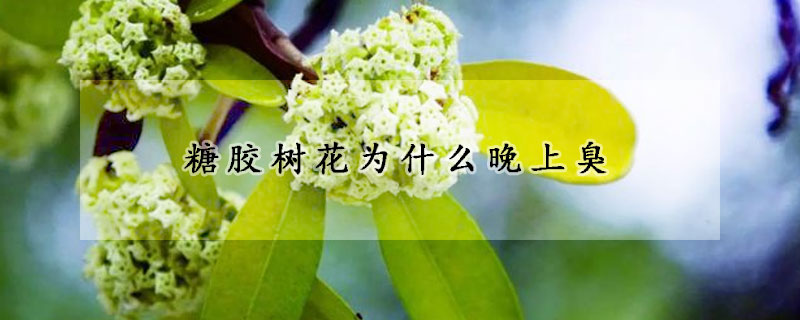 糖膠樹花為什么晚上臭