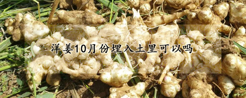 洋姜10月份埋入土里可以嗎