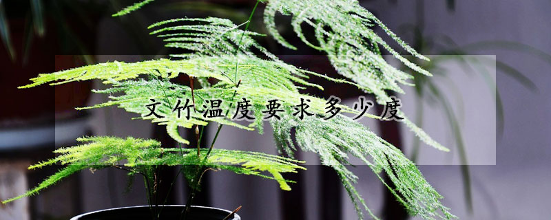 文竹溫度要求多少度