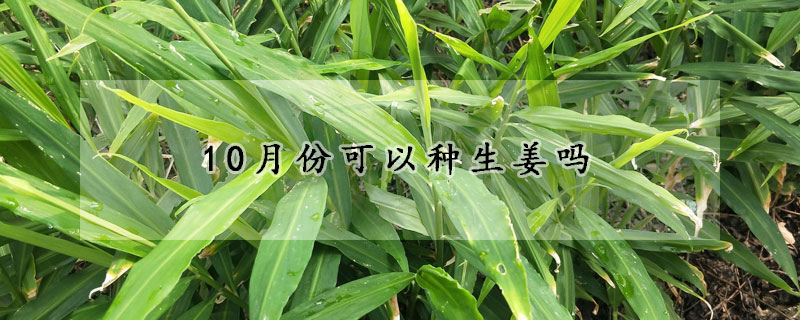 10月份可以種生姜嗎