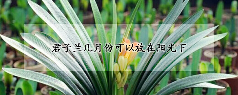 君子蘭幾月份可以放在陽(yáng)光下