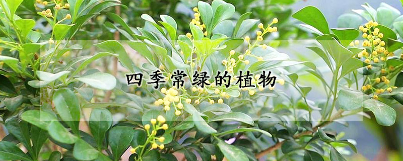 四季常綠的植物