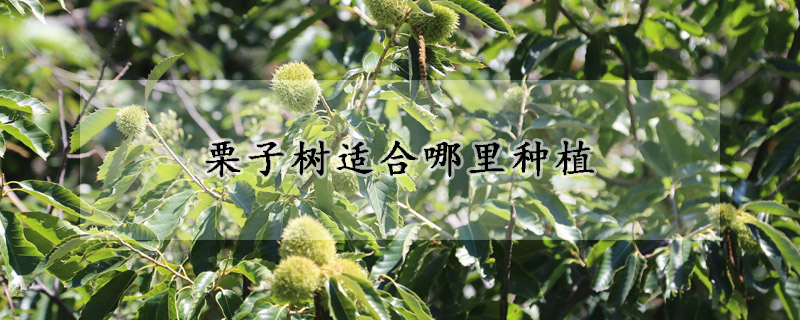 栗子樹適合哪里種植