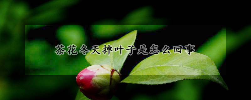 茶花冬天掉葉子是怎么回事