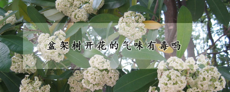 盆架樹開花的氣味有毒嗎