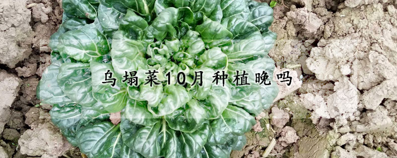 烏塌菜10月種植晚嗎