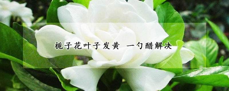 梔子花葉子發黃 一勺醋解決