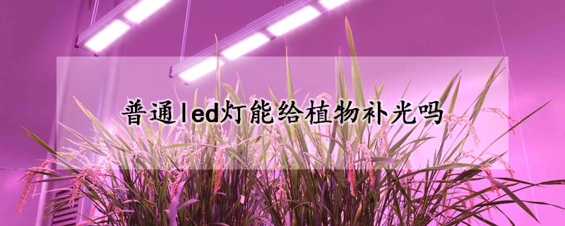 普通led燈能給植物補(bǔ)光嗎