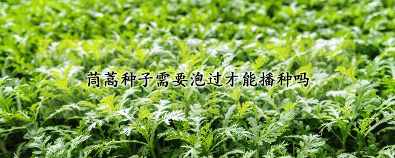 茼蒿種子需要泡過才能播種嗎