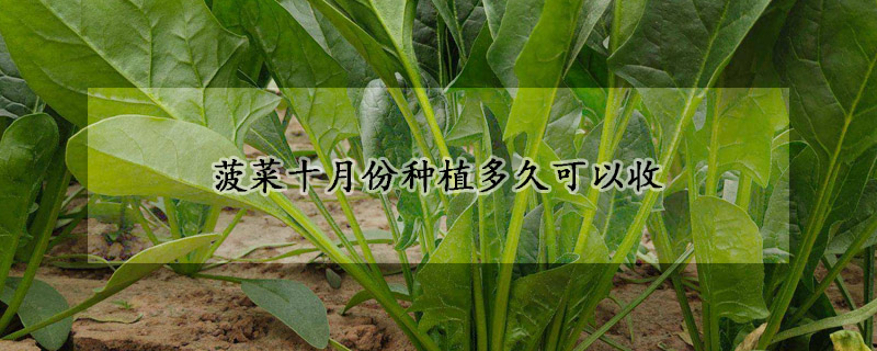 菠菜十月份種植多久可以收