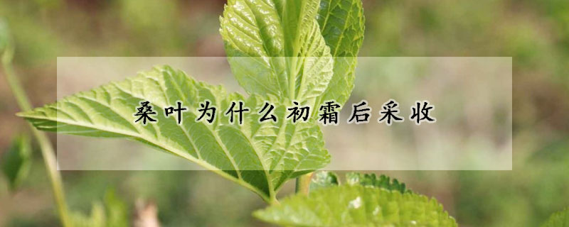 桑葉為什么初霜后采收