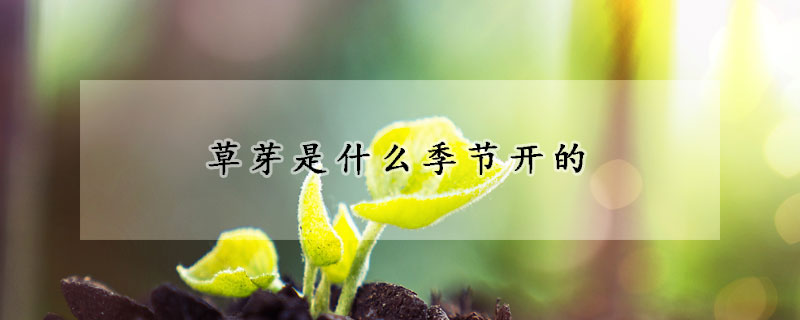 草芽是什么季節開的