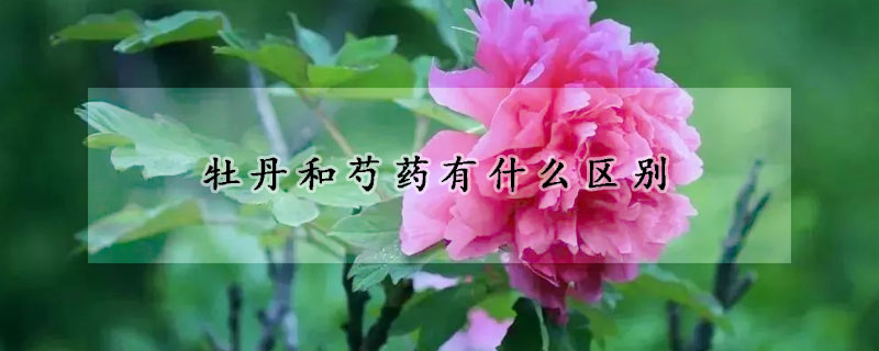 牡丹和芍藥有什么區(qū)別