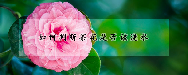 如何判斷茶花是否該澆水