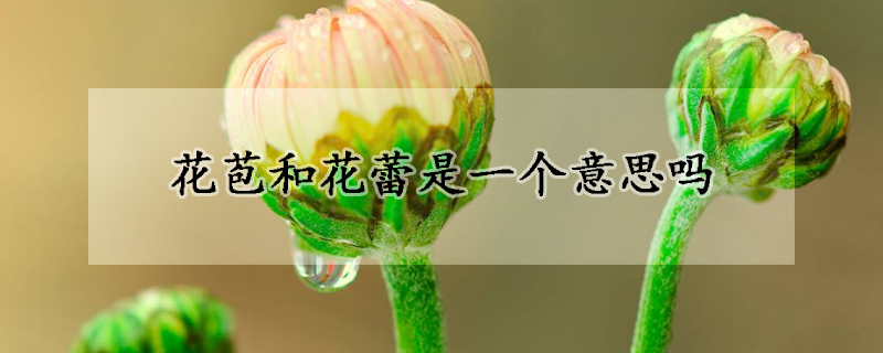 花苞和花蕾是一個意思嗎