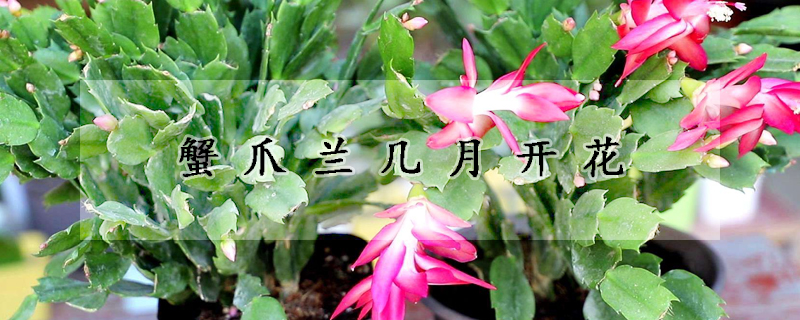 蟹爪蘭幾月開花