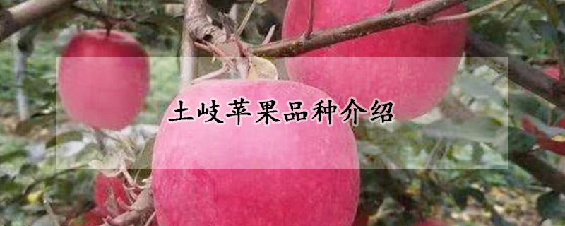 土岐蘋果品種介紹