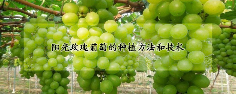 陽光玫瑰葡萄的種植方法和技術(shù)