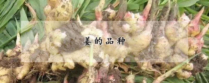 姜的品種