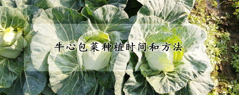 牛心包菜種植時(shí)間和方法